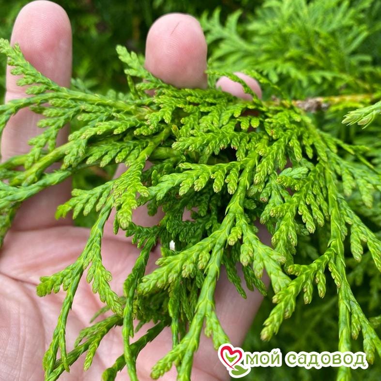 Туя складчатая Гельдерлэнд