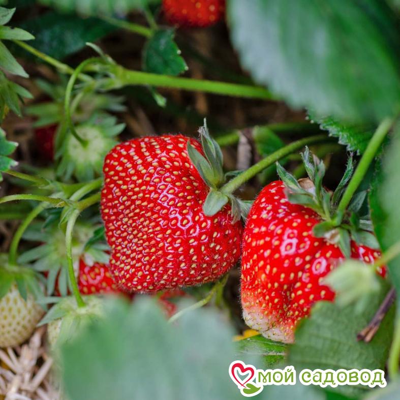 Клубника Лорд