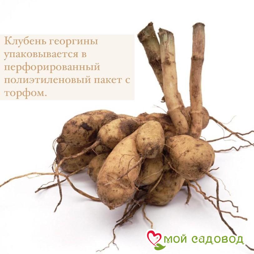 Георгина Адванс (Advance)