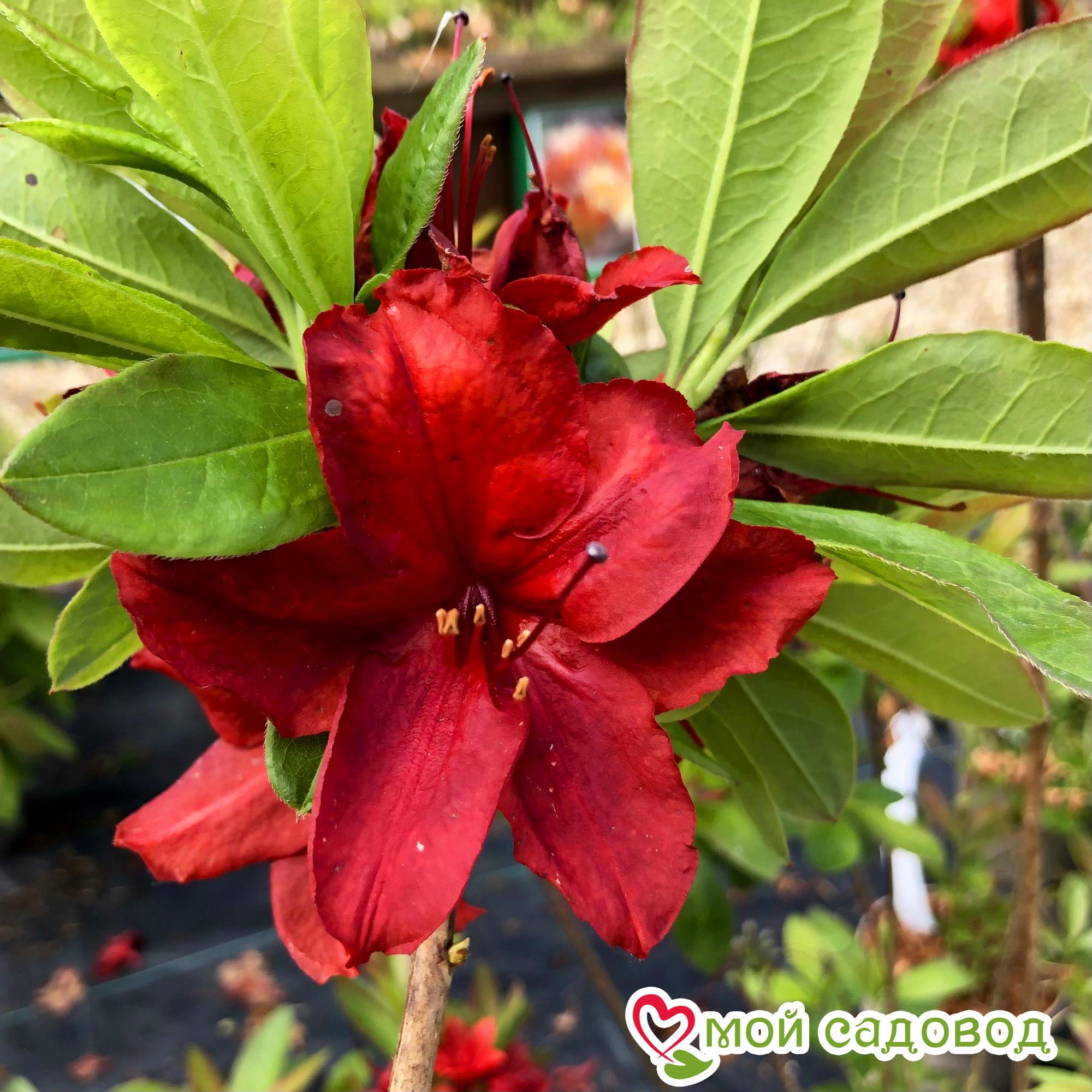 Азалия/Рододендрон листопадный алая