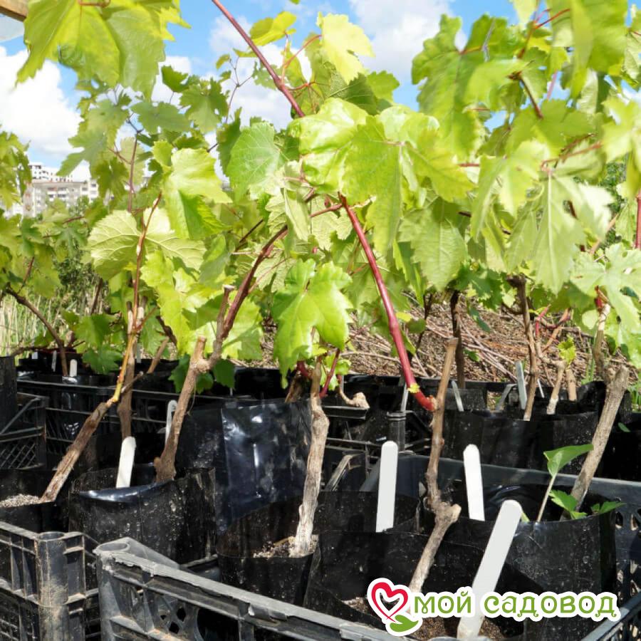 Виноград Витязь